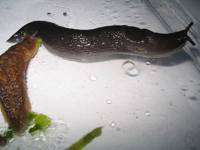 Limax nero da Fara San Martino (CH)